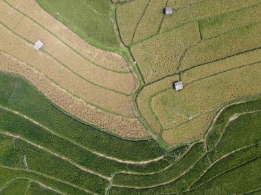 Orta Cava köyündeki tarımsal pirinç tarlalarının hava manzarası. Teraslı pirinç tarlaları gibi. Bali Endonezya.
