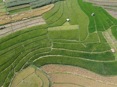 Orta Cava köyündeki tarımsal pirinç tarlalarının hava manzarası. Teraslı pirinç tarlaları gibi. Bali Endonezya.