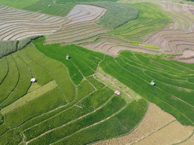 Orta Cava köyündeki tarımsal pirinç tarlalarının hava manzarası. Teraslı pirinç tarlaları gibi. Bali Endonezya.