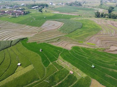 Orta Cava köyündeki tarımsal pirinç tarlalarının hava manzarası. Teraslı pirinç tarlaları gibi. Bali Endonezya.