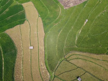 Orta Cava köyündeki tarımsal pirinç tarlalarının hava manzarası. Teraslı pirinç tarlaları gibi. Bali Endonezya.