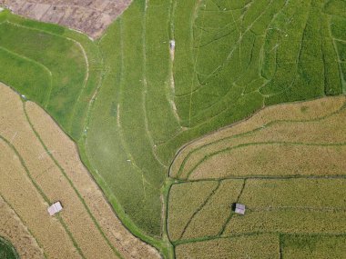 Orta Cava köyündeki tarımsal pirinç tarlalarının hava manzarası. Teraslı pirinç tarlaları gibi. Bali Endonezya.