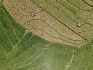 Orta Cava köyündeki tarımsal pirinç tarlalarının hava manzarası. Teraslı pirinç tarlaları gibi. Bali Endonezya.