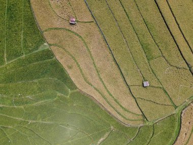 Orta Cava köyündeki tarımsal pirinç tarlalarının hava manzarası. Teraslı pirinç tarlaları gibi. Bali Endonezya.