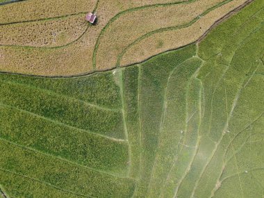 Orta Cava köyündeki tarımsal pirinç tarlalarının hava manzarası. Teraslı pirinç tarlaları gibi. Bali Endonezya.