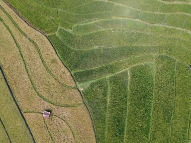 Orta Cava köyündeki tarımsal pirinç tarlalarının hava manzarası. Teraslı pirinç tarlaları gibi. Bali Endonezya.