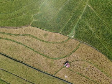 Orta Cava köyündeki tarımsal pirinç tarlalarının hava manzarası. Teraslı pirinç tarlaları gibi. Bali Endonezya.