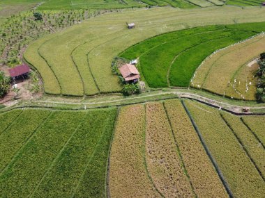 Orta Cava köyündeki tarımsal pirinç tarlalarının hava manzarası. Teraslı pirinç tarlaları gibi. Bali Endonezya.