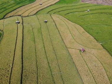 Orta Cava köyündeki tarımsal pirinç tarlalarının hava manzarası. Teraslı pirinç tarlaları gibi. Bali Endonezya.