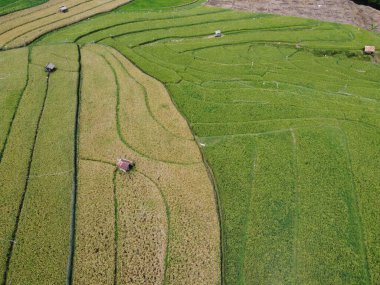 Orta Cava köyündeki tarımsal pirinç tarlalarının hava manzarası. Teraslı pirinç tarlaları gibi. Bali Endonezya.