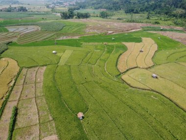 Orta Cava köyündeki tarımsal pirinç tarlalarının hava manzarası. Teraslı pirinç tarlaları gibi. Bali Endonezya.
