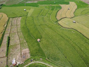 Orta Cava köyündeki tarımsal pirinç tarlalarının hava manzarası. Teraslı pirinç tarlaları gibi. Bali Endonezya.