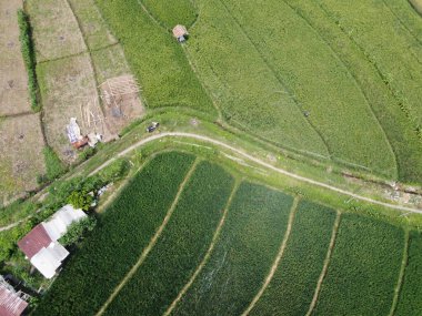 Orta Cava köyündeki tarımsal pirinç tarlalarının hava manzarası. Teraslı pirinç tarlaları gibi. Bali Endonezya.