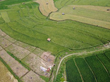 Orta Cava köyündeki tarımsal pirinç tarlalarının hava manzarası. Teraslı pirinç tarlaları gibi. Bali Endonezya.