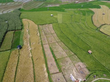 Orta Cava köyündeki tarımsal pirinç tarlalarının hava manzarası. Teraslı pirinç tarlaları gibi. Bali Endonezya.