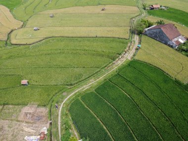 Orta Cava köyündeki tarımsal pirinç tarlalarının hava manzarası. Teraslı pirinç tarlaları gibi. Bali Endonezya.