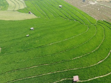 Orta Cava köyündeki tarımsal pirinç tarlalarının hava manzarası. Teraslı pirinç tarlaları gibi. Bali Endonezya.