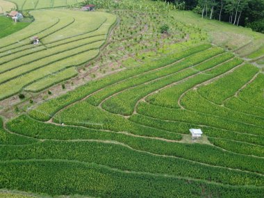 Orta Cava köyündeki tarımsal pirinç tarlalarının hava manzarası. Teraslı pirinç tarlaları gibi. Bali Endonezya.