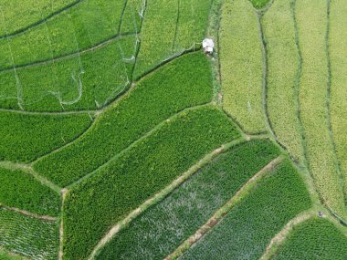 Orta Cava köyündeki tarımsal pirinç tarlalarının hava manzarası. Teraslı pirinç tarlaları gibi. Bali Endonezya.