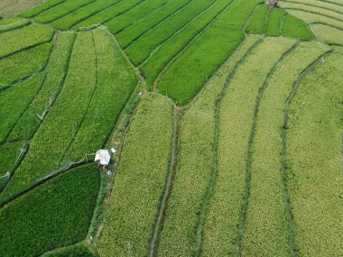 Orta Cava köyündeki tarımsal pirinç tarlalarının hava manzarası. Teraslı pirinç tarlaları gibi. Bali Endonezya.