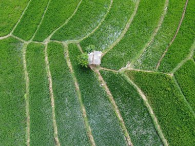 Orta Cava köyündeki tarımsal pirinç tarlalarının hava manzarası. Teraslı pirinç tarlaları gibi. Bali Endonezya.
