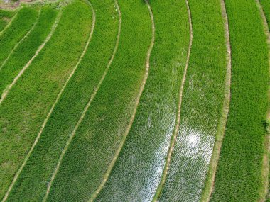 Orta Cava köyündeki tarımsal pirinç tarlalarının hava manzarası. Teraslı pirinç tarlaları gibi. Bali Endonezya.