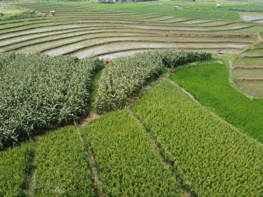 Mısır tarlaları Endonezya 'da çeşitli modern tarım ürünleri için pirinç tarlalarının yanına ekilir.