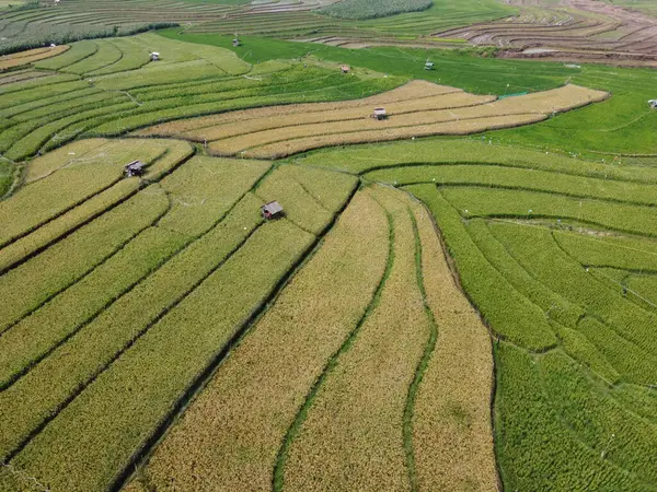 Semarang, Central Java köyündeki tarımsal pirinç tarlalarının panoraması. Teraslı pirinç tarlaları gibi. Bali Endonezya.