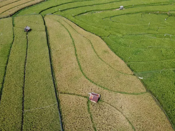 Semarang, Central Java köyündeki tarımsal pirinç tarlalarının panoraması. Teraslı pirinç tarlaları gibi. Bali Endonezya.
