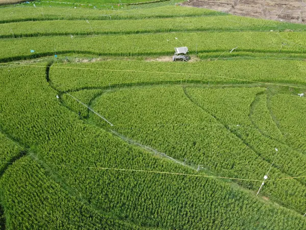 Semarang, Central Java köyündeki tarımsal pirinç tarlalarının panoraması. Teraslı pirinç tarlaları gibi. Bali Endonezya.