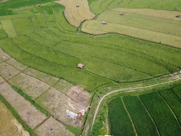 Orta Cava köyündeki tarımsal pirinç tarlalarının hava manzarası. Teraslı pirinç tarlaları gibi. Bali Endonezya.