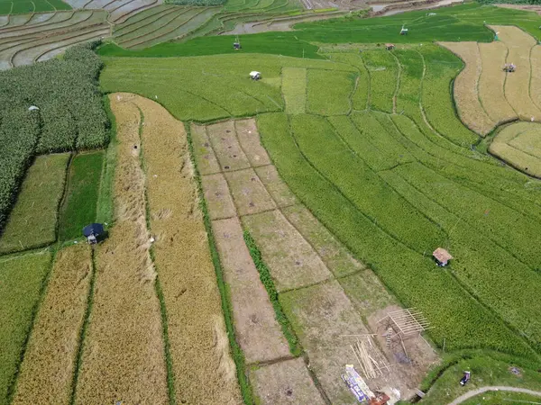 Orta Cava köyündeki tarımsal pirinç tarlalarının hava manzarası. Teraslı pirinç tarlaları gibi. Bali Endonezya.