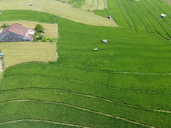 Orta Cava köyündeki tarımsal pirinç tarlalarının hava manzarası. Teraslı pirinç tarlaları gibi. Bali Endonezya.