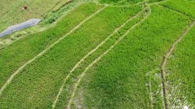 Semarang, Central Java köyündeki tarımsal pirinç tarlalarının panoraması. Teraslı pirinç tarlaları gibi. Bali Endonezya.