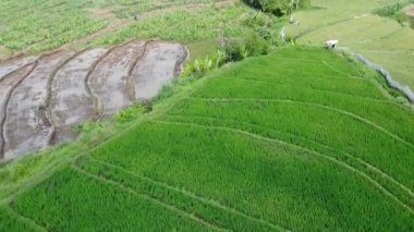 Semarang, Central Java köyündeki tarımsal pirinç tarlalarının panoraması. Teraslı pirinç tarlaları gibi. Bali Endonezya.