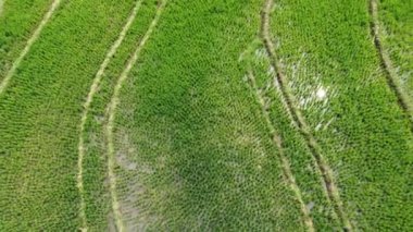 Semarang, Central Java köyündeki tarımsal pirinç tarlalarının panoraması. Teraslı pirinç tarlaları gibi. Bali Endonezya.