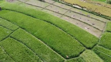 Semarang, Central Java köyündeki tarımsal pirinç tarlalarının panoraması. Teraslı pirinç tarlaları gibi. Bali Endonezya.