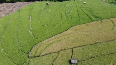 Semarang, Central Java köyündeki tarımsal pirinç tarlalarının panoraması. Teraslı pirinç tarlaları gibi. Bali Endonezya.