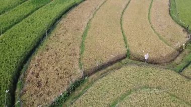 Semarang, Central Java köyündeki tarımsal pirinç tarlalarının panoraması. Teraslı pirinç tarlaları gibi. Bali Endonezya.