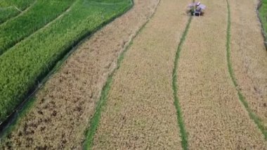 Semarang, Central Java köyündeki tarımsal pirinç tarlalarının panoraması. Teraslı pirinç tarlaları gibi. Bali Endonezya.