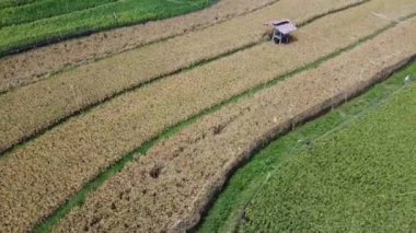 Semarang, Central Java köyündeki tarımsal pirinç tarlalarının panoraması. Teraslı pirinç tarlaları gibi. Bali Endonezya.