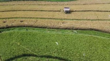 Semarang, Central Java köyündeki tarımsal pirinç tarlalarının panoraması. Teraslı pirinç tarlaları gibi. Bali Endonezya.