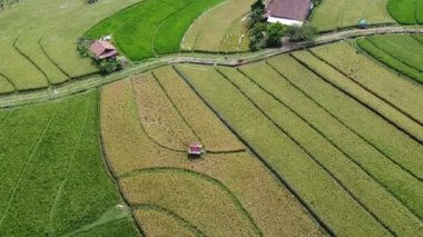 Semarang, Central Java köyündeki tarımsal pirinç tarlalarının panoraması. Teraslı pirinç tarlaları gibi. Bali Endonezya.