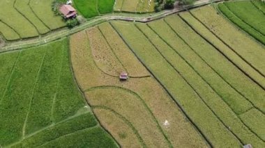 Semarang, Central Java köyündeki tarımsal pirinç tarlalarının panoraması. Teraslı pirinç tarlaları gibi. Bali Endonezya.