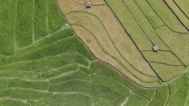 Semarang, Central Java köyündeki tarımsal pirinç tarlalarının panoraması. Teraslı pirinç tarlaları gibi. Bali Endonezya.