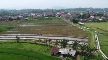 Semarang, Central Java köyündeki tarımsal pirinç tarlalarının panoraması. Teraslı pirinç tarlaları gibi. Bali Endonezya.