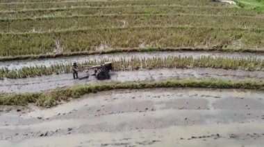 Semarang, Central Java köyündeki tarımsal pirinç tarlalarının panoraması. Teraslı pirinç tarlaları gibi. Bali Endonezya.