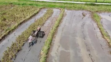 Semarang, Central Java köyündeki tarımsal pirinç tarlalarının panoraması. Teraslı pirinç tarlaları gibi. Bali Endonezya.