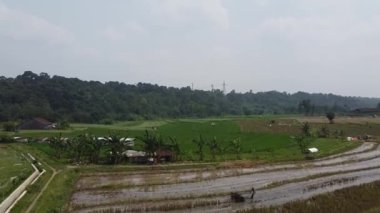 Semarang, Central Java köyündeki tarımsal pirinç tarlalarının panoraması. Teraslı pirinç tarlaları gibi. Bali Endonezya.