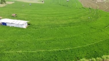Semarang, Central Java köyündeki tarımsal pirinç tarlalarının panoraması. Teraslı pirinç tarlaları gibi. Bali Endonezya.